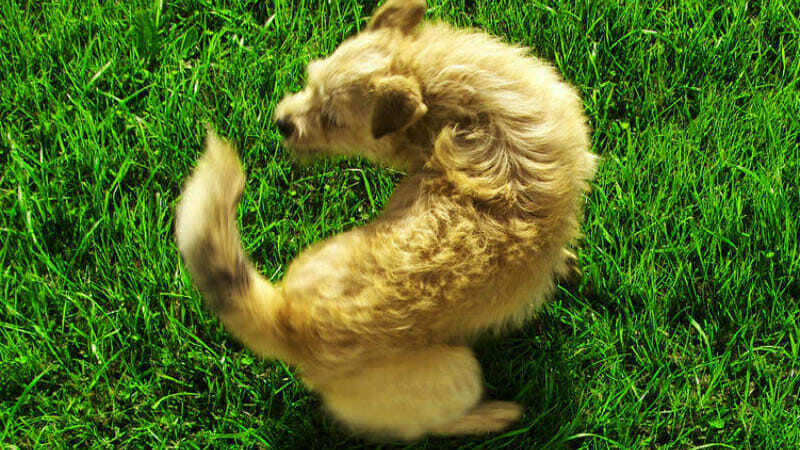 dog-tail-chasing-narrow